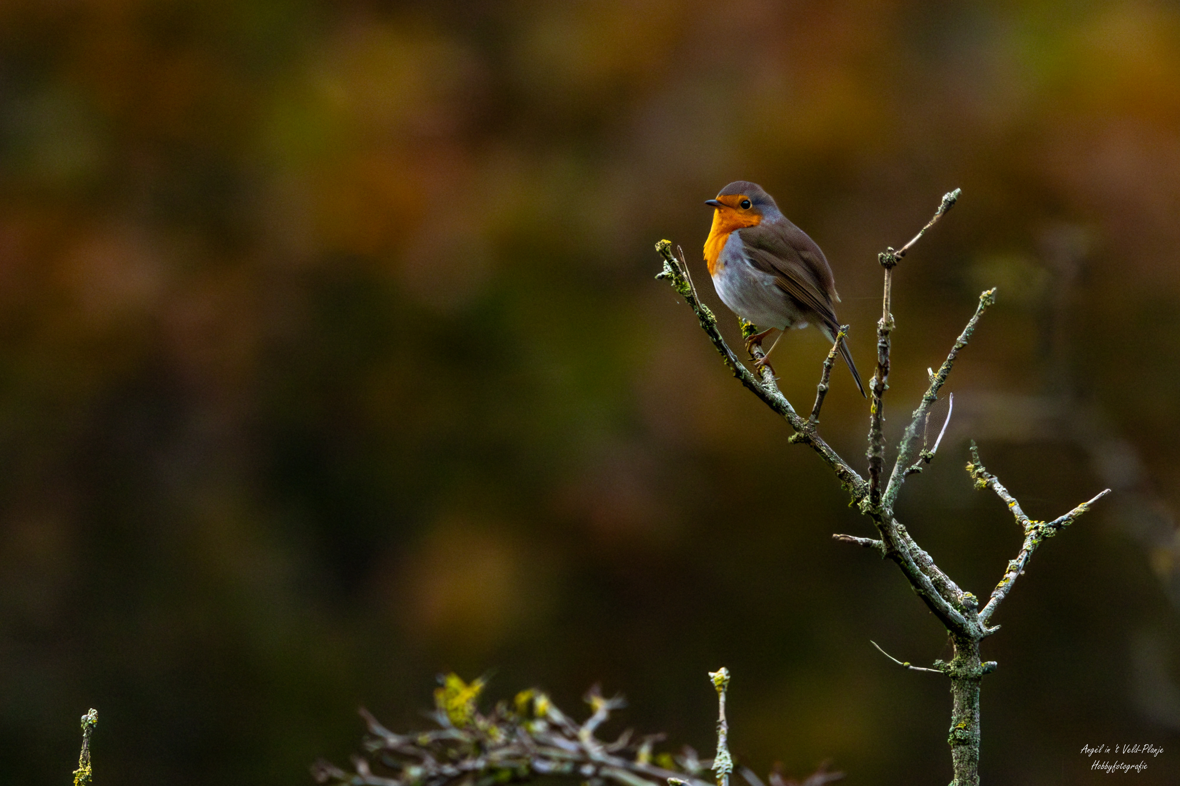 Roodborst (Meijendel). Foto van Angel In T Veld.
